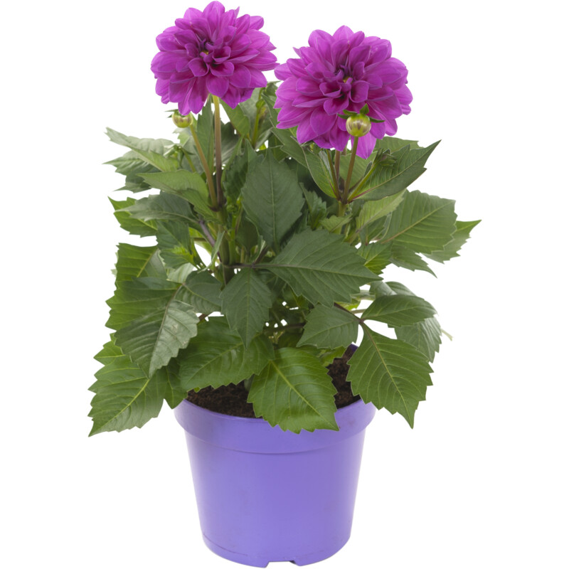 Een afbeelding van AH Dahlia plant