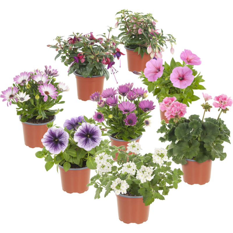 Een afbeelding van AH Perkgoed mix & match