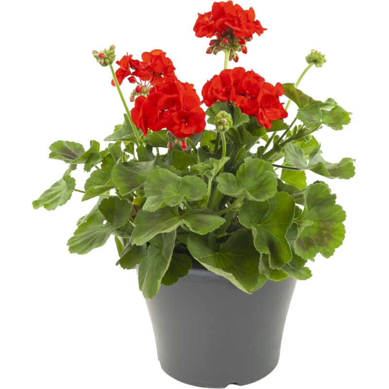 Een afbeelding van AH Perkplanten in terraspot