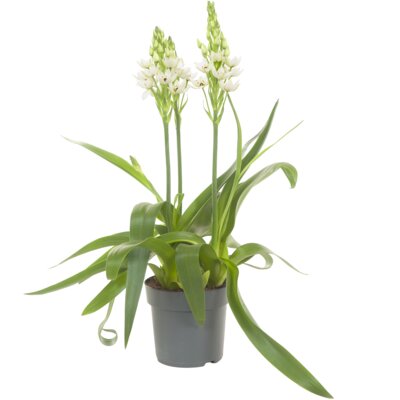 pdp-image-AH Ornithogalum plant