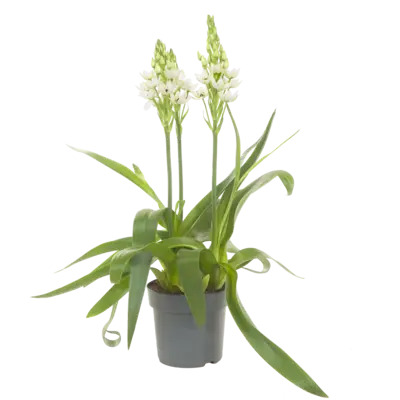 pdp-image-AH Ornithogalum plant