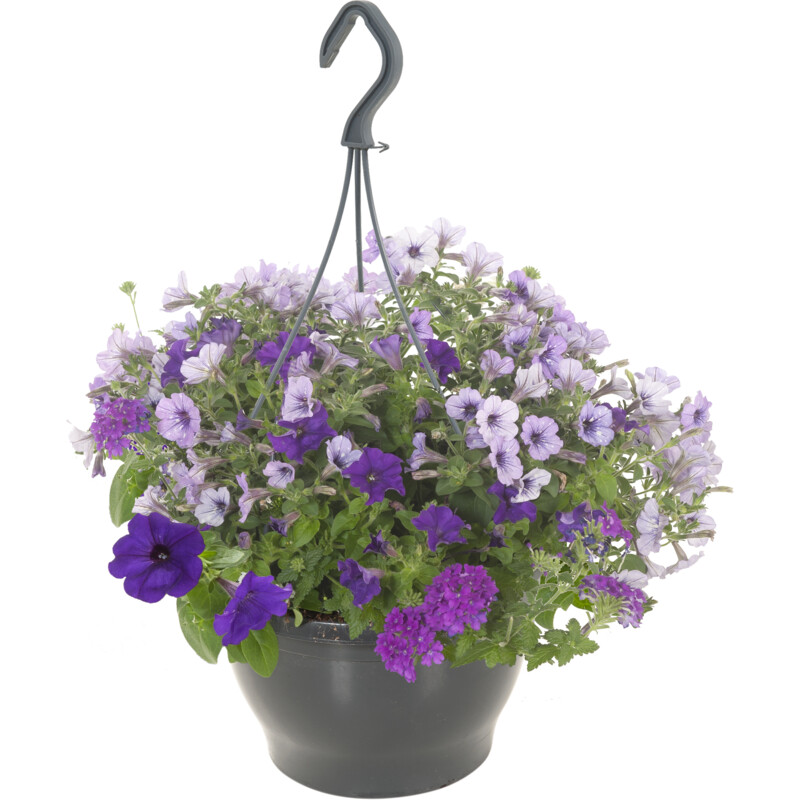 Een afbeelding van AH Portula petunia