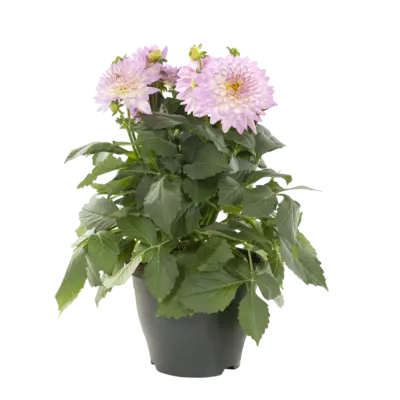 pdp-image-AH Dahlia