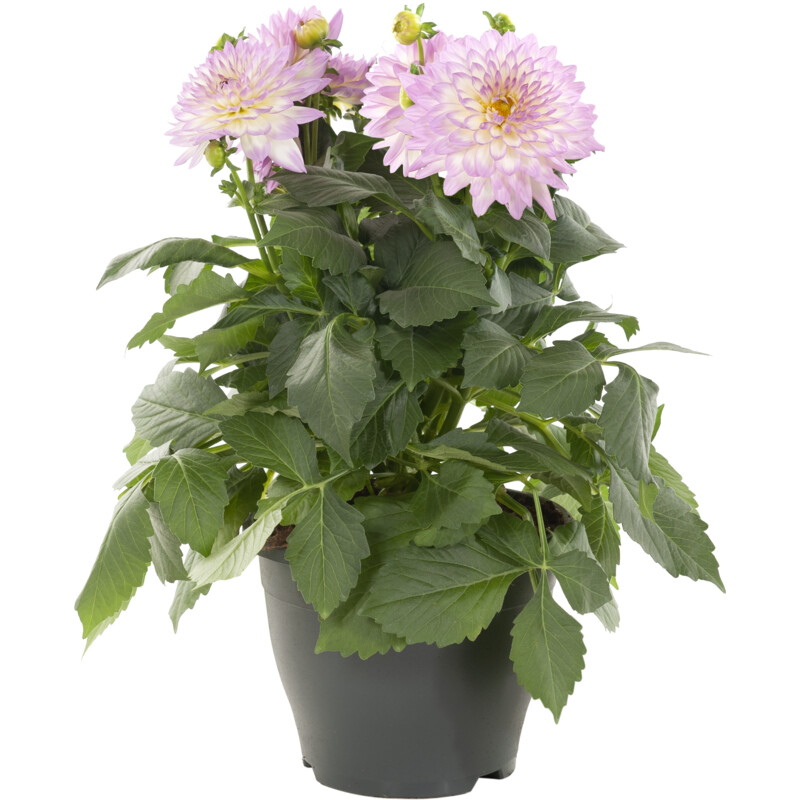 Een afbeelding van AH Dahlia