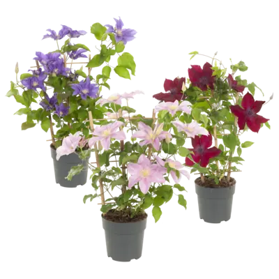 pdp-image-AH Terras clematis