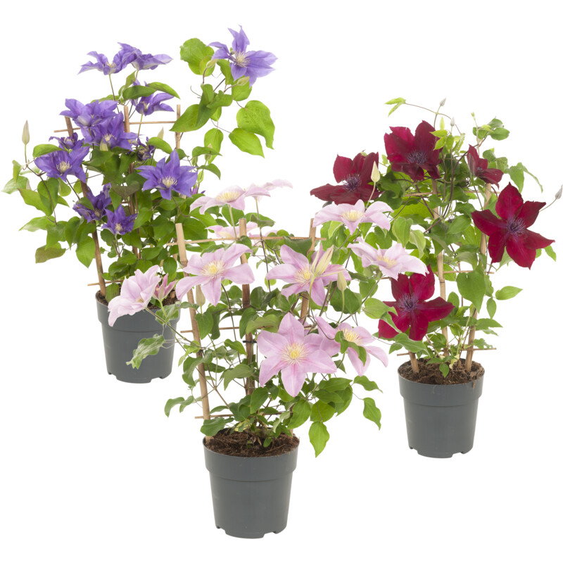 Een afbeelding van AH Terras clematis