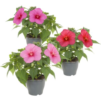 pdp-image-AH Newbiscus