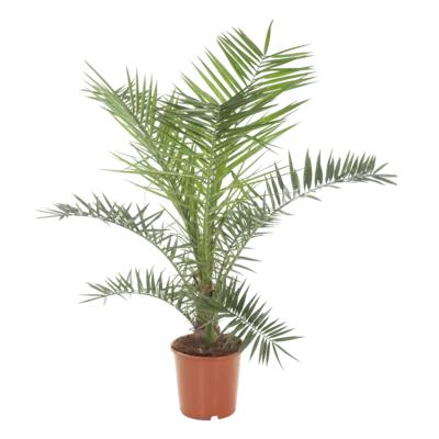pdp-image-AH Palm