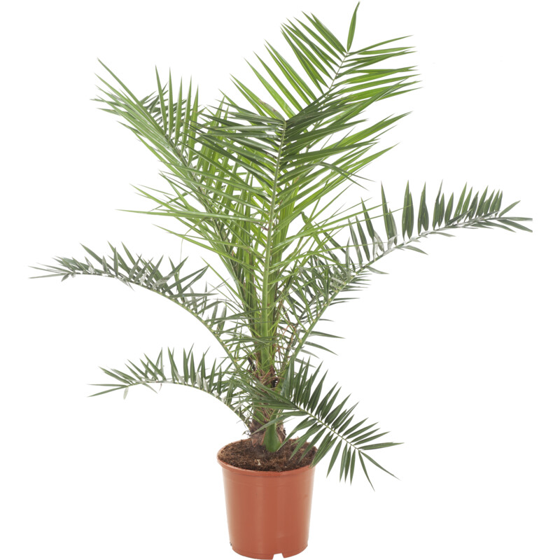Een afbeelding van AH Palm