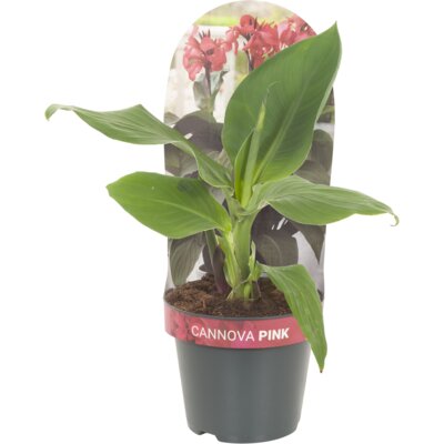 pdp-image-AH Canna p17