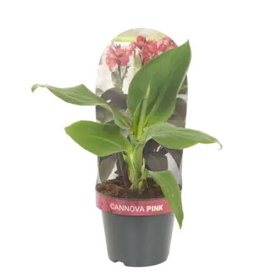 pdp-image-AH Canna p17