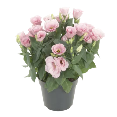 pdp-image-AH Eustoma p17