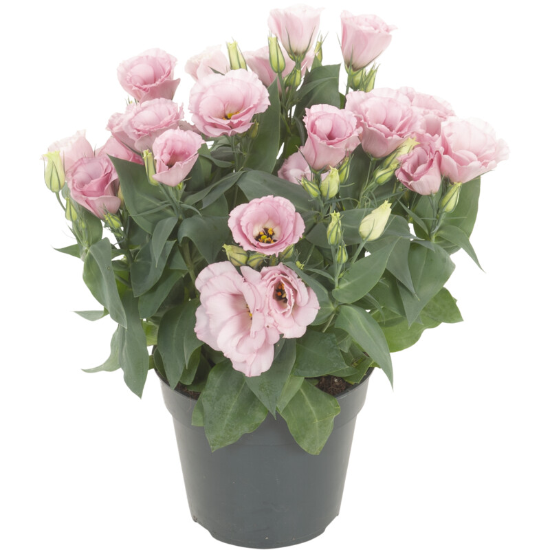 Een afbeelding van AH Eustoma p17