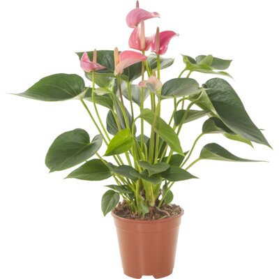 pdp-image-AH Anthurium roze en wit p14
