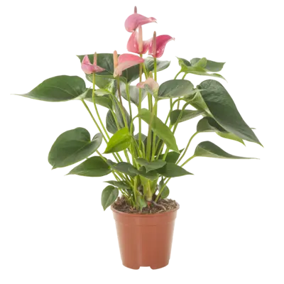pdp-image-AH Anthurium roze en wit p14