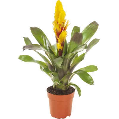 pdp-image-AH Bromelia