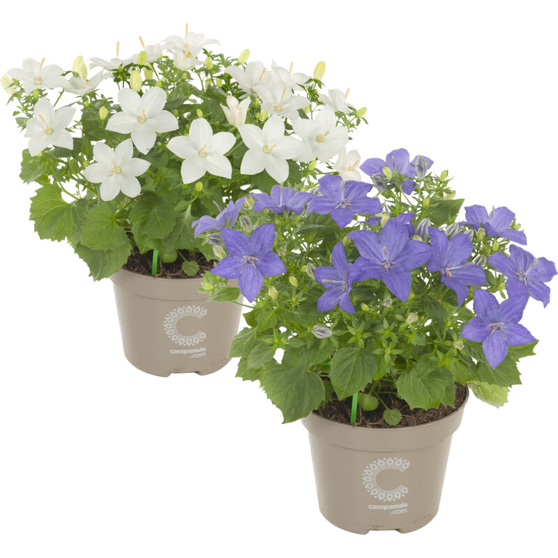 Een afbeelding van AH Campanula isophylla p11