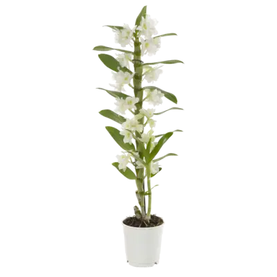 pdp-image-AH Dendrobium nobilee 2-tak wit