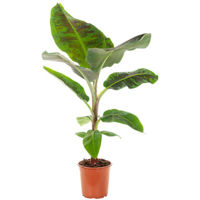 pdp-image-AH Bananenplant