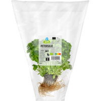 Afbeelding van Biologisch Peterselie plantje
