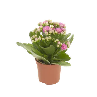 pdp-image-AH Mini kalanchoe