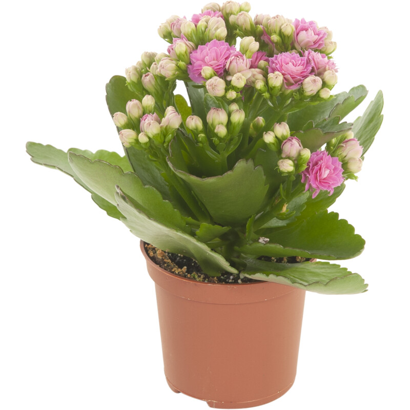 Een afbeelding van AH Mini kalanchoe