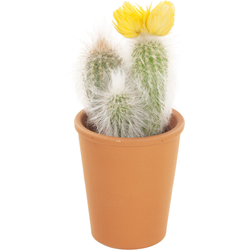 Een afbeelding van AH Mini cactus in terracotta potje