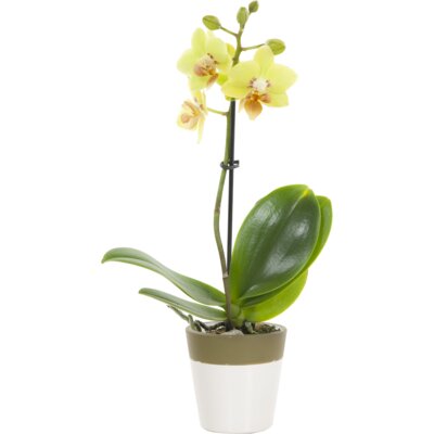 pdp-image-AH Mini orchidee