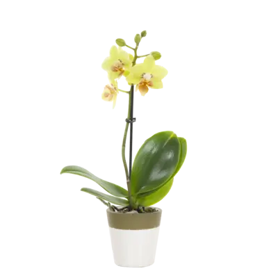 pdp-image-AH Mini orchidee