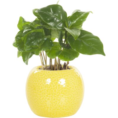 pdp-image-AH Mini groene plant in potje