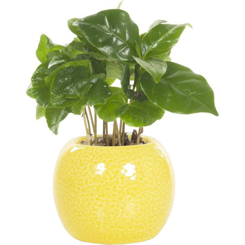 Een afbeelding van AH Mini groene plant in potje