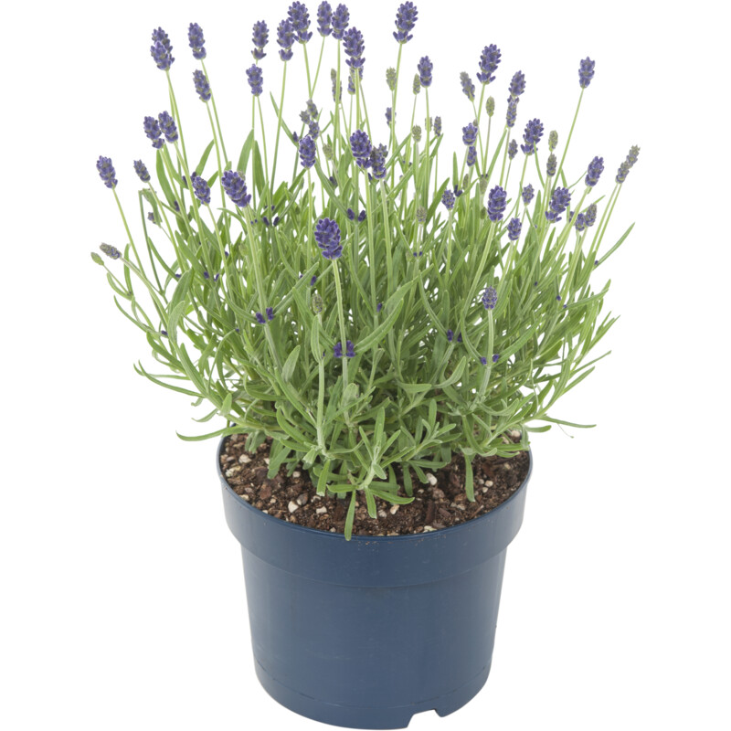 Een afbeelding van AH Lavendel p15
