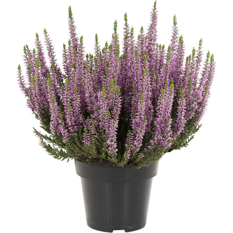 Een afbeelding van AH Heide mix