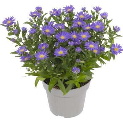 pdp-image-AH Potaster