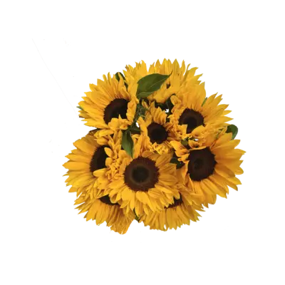 pdp-image-AH Megabos zonnebloemen