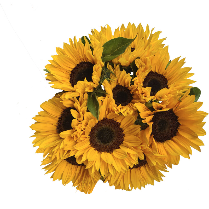 Een afbeelding van AH Megabos zonnebloemen