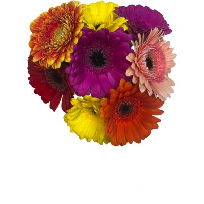 pdp-image-AH Germini gemengd