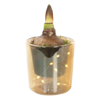 pdp-image-AH Amaryllis led pot