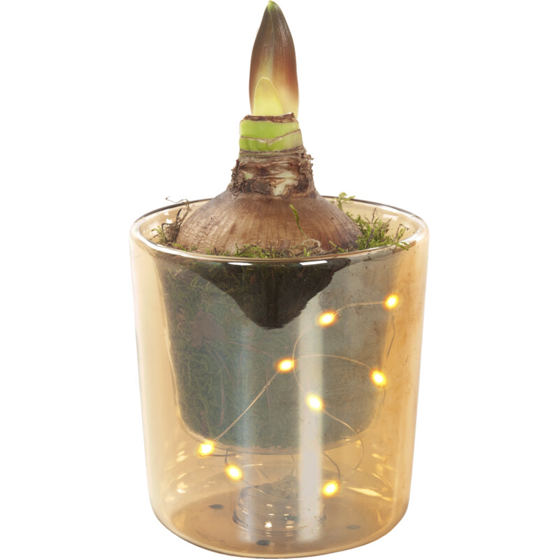 Een afbeelding van AH Amaryllis led pot