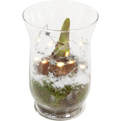 pdp-image-AH Amaryllis in windlicht