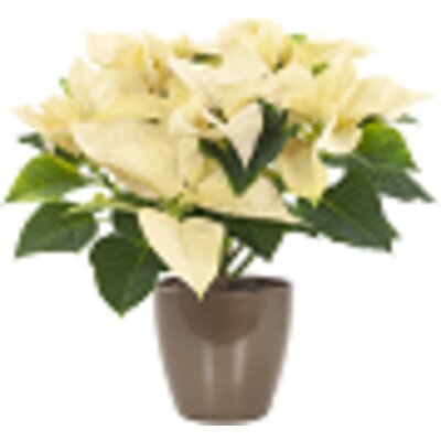 pdp-image-AH Kerstster wit in gouden sierpot (p12)