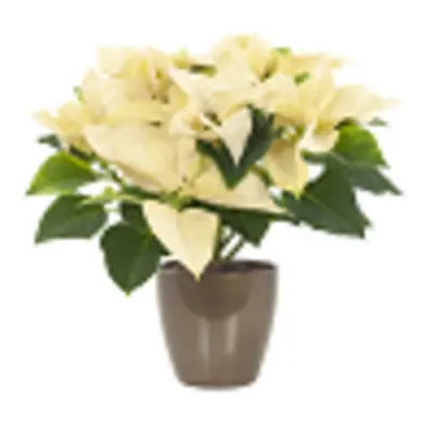 pdp-image-AH Kerstster wit in gouden sierpot (p12)