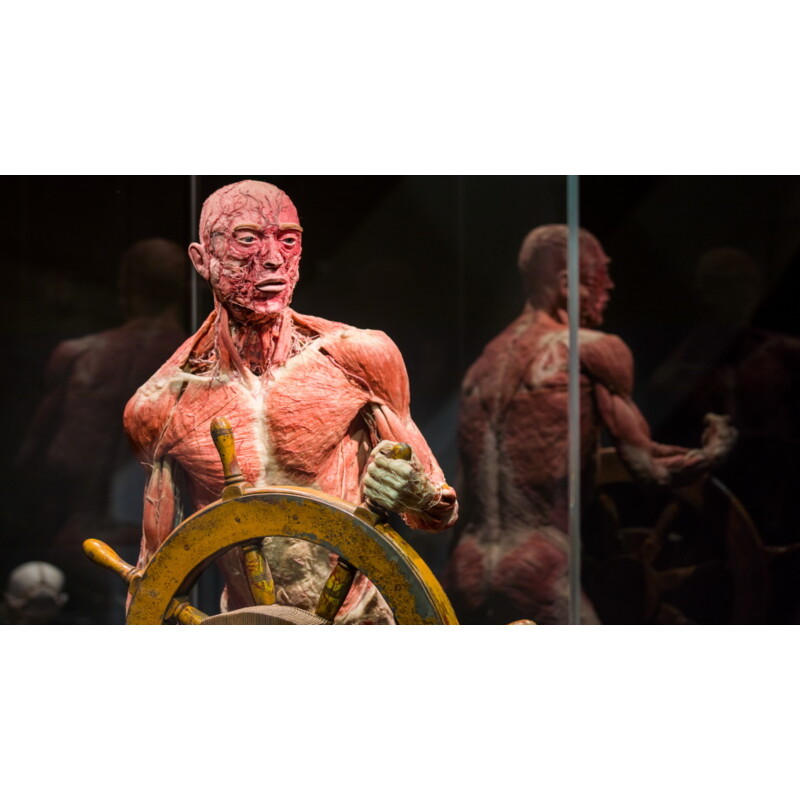 Een afbeelding van Bodyworlds entrée