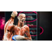 Een afbeelding van Bodyworlds entrée