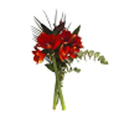 pdp-image-AH Amaryllis met groen