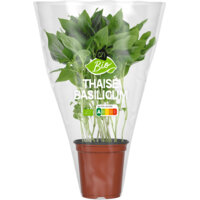 Een afbeelding van AH Biologisch Thaise basilicum