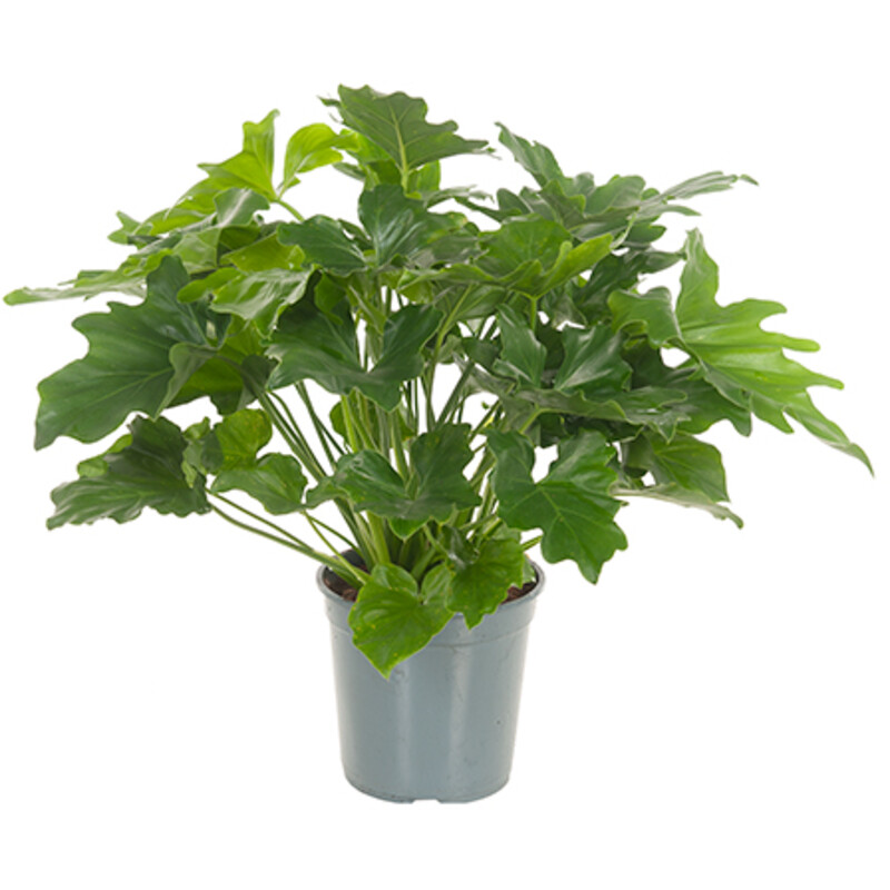 Een afbeelding van AH Philodendron
