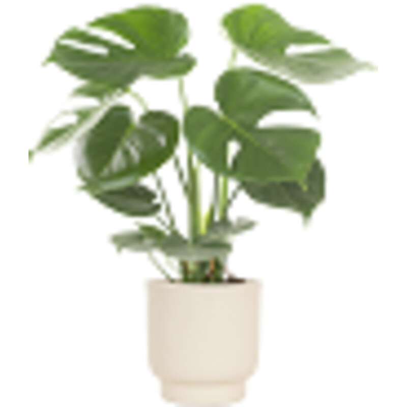 Een afbeelding van AH Monstera plant