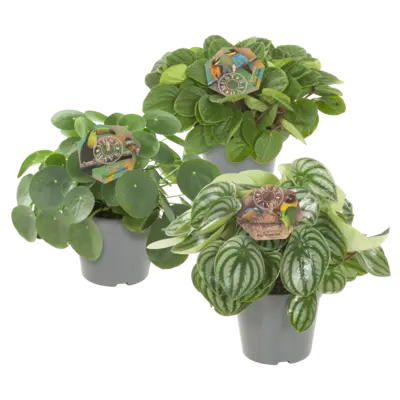 pdp-image-AH Peperomia mix