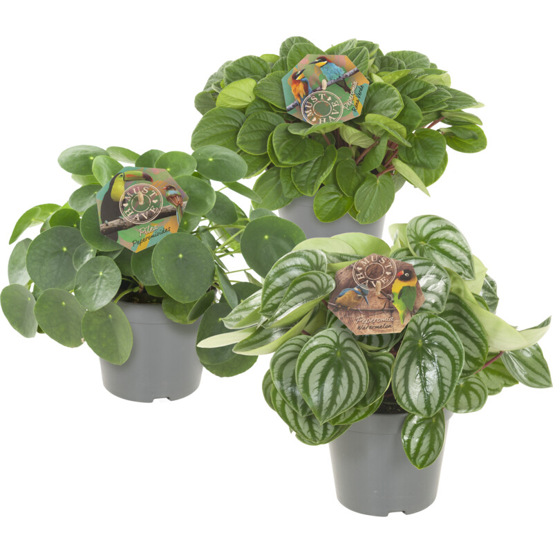 Een afbeelding van AH Peperomia mix